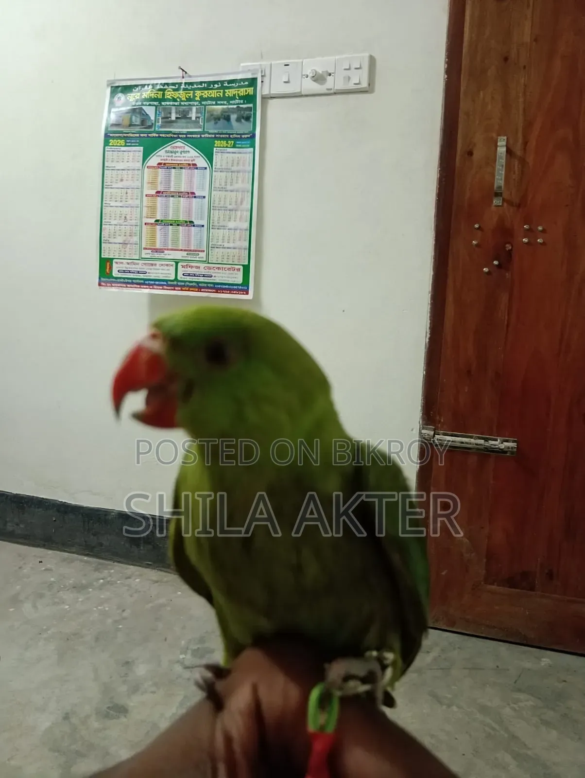 Parrot