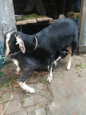 Pet Animal