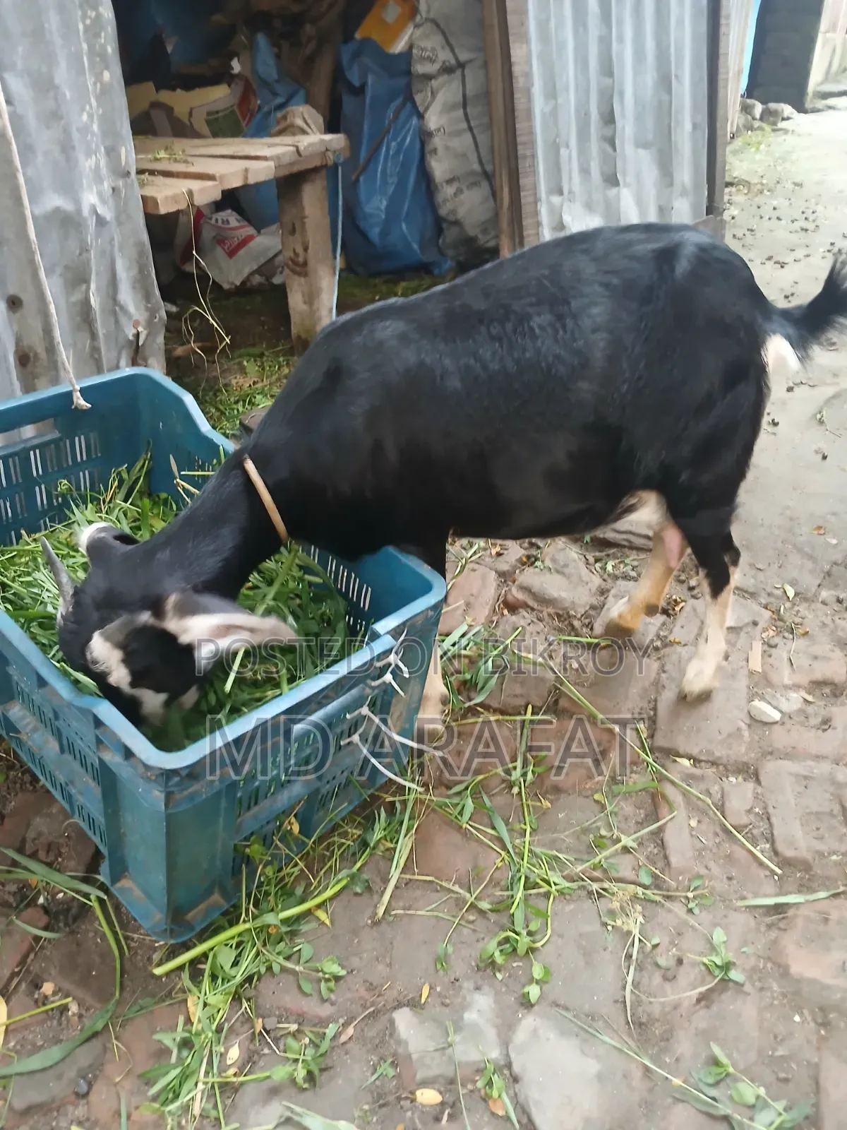 Pet Animal