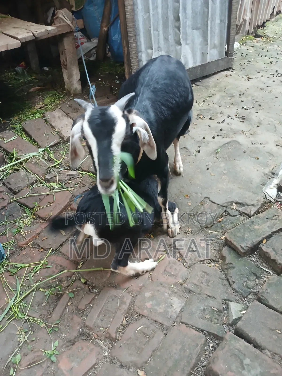 Pet Animal