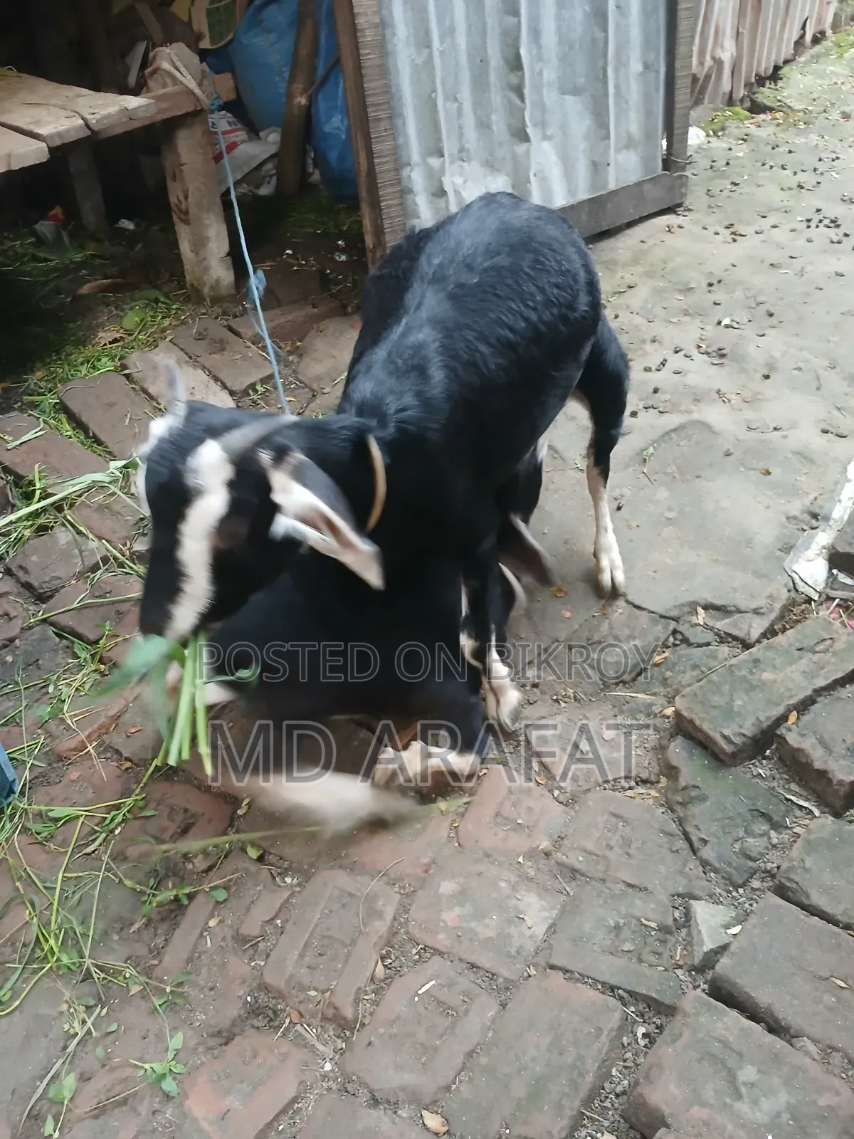 Pet Animal