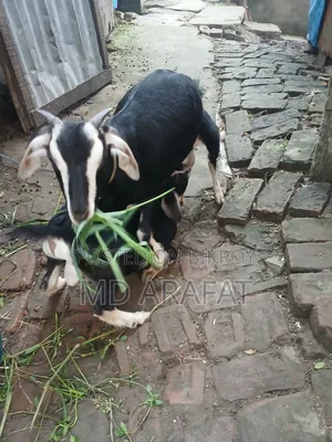 Pet Animal