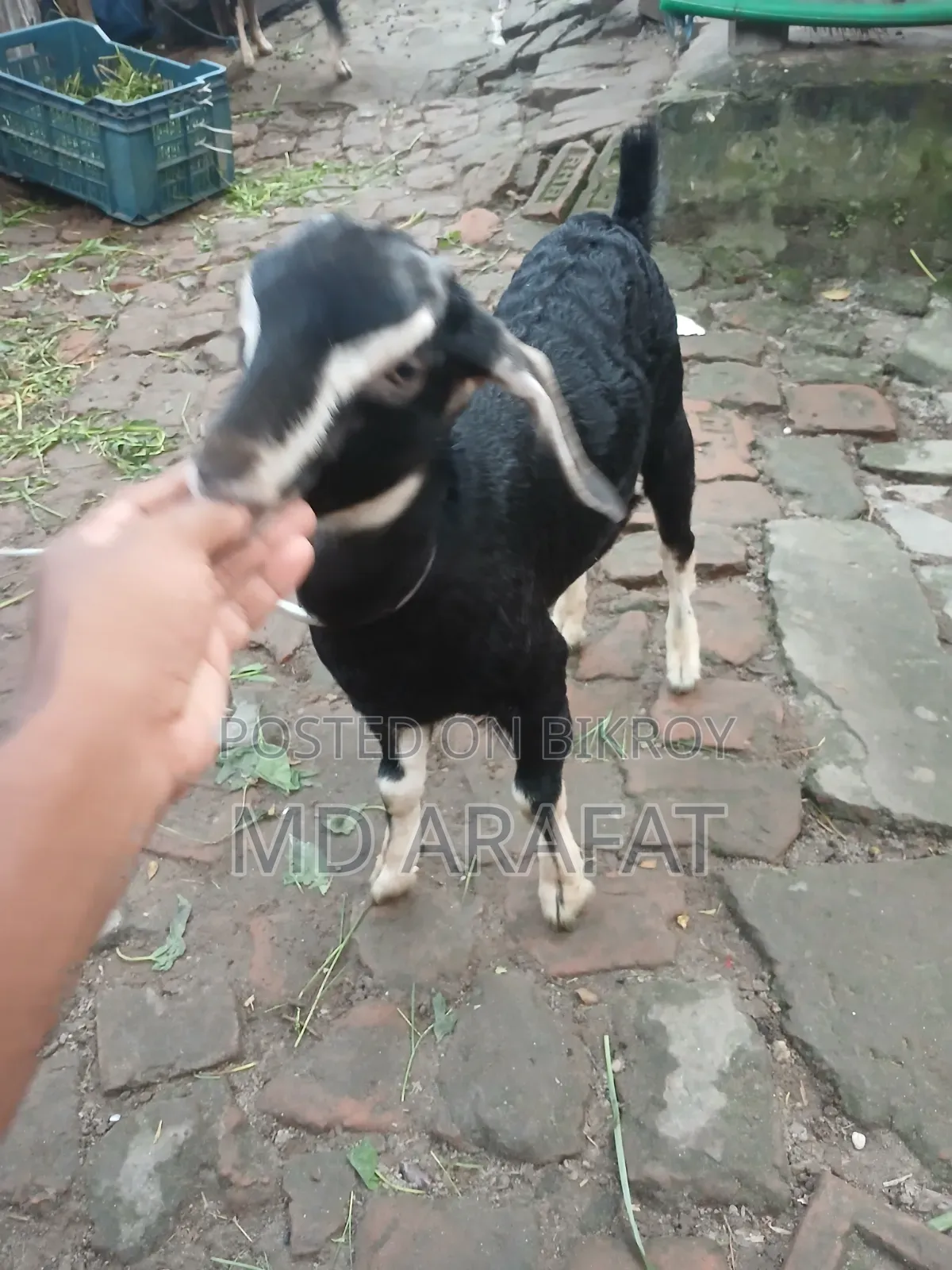 Pet Animal