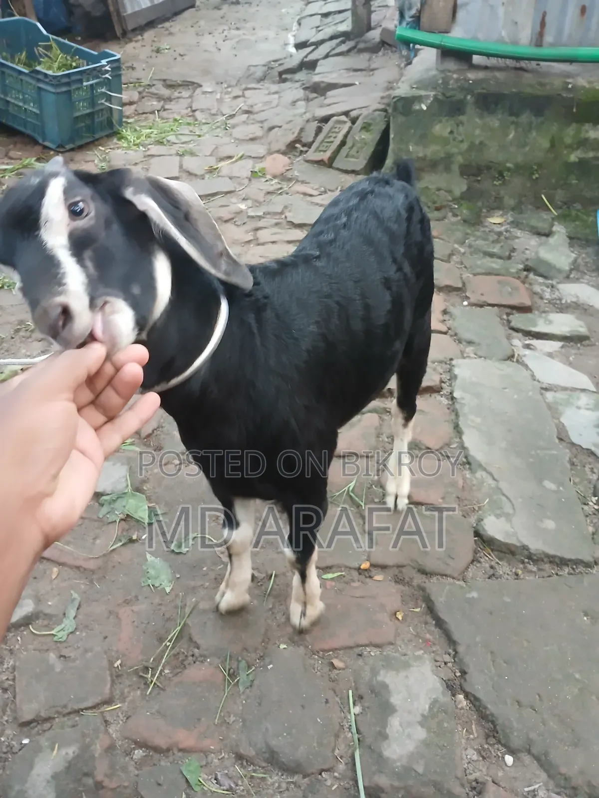 Pet Animal