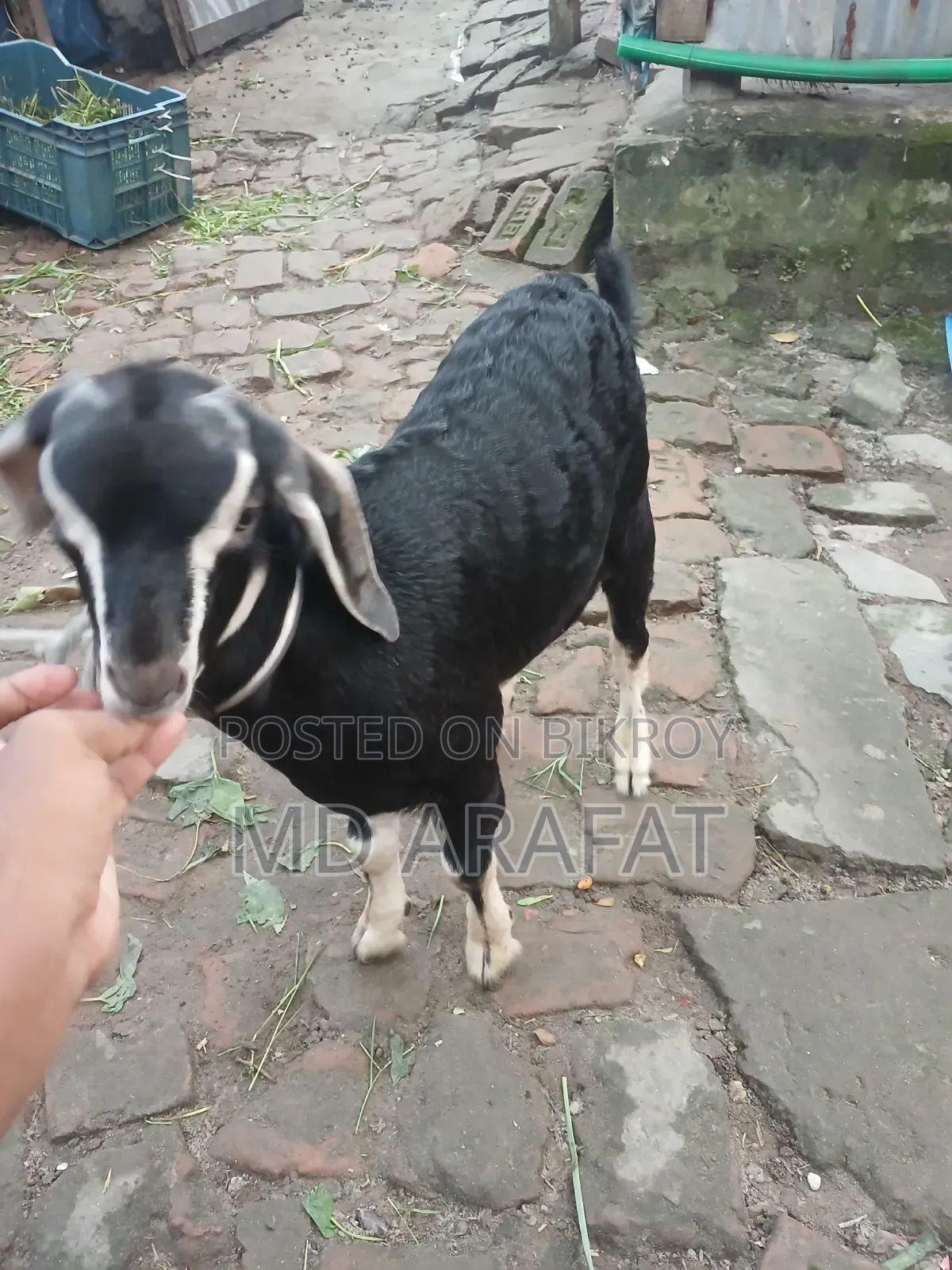 Pet Animal
