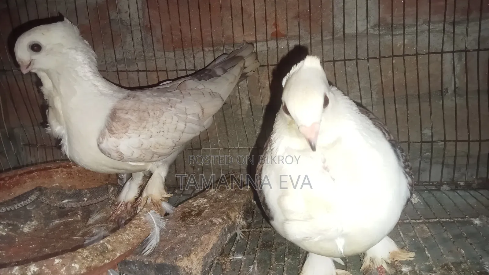 শারটিন পিজন পেয়ার