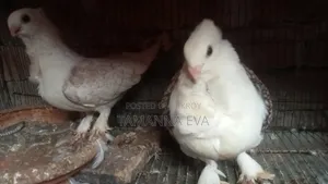 শারটিন পিজন পেয়ার