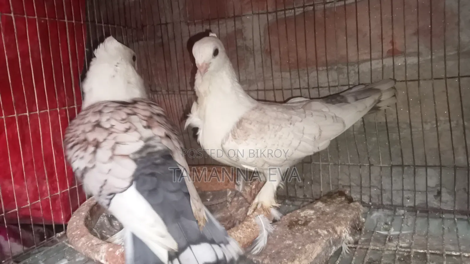 শারটিন পিজন পেয়ার