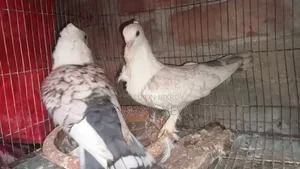 শারটিন পিজন পেয়ার