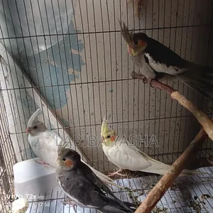 4 Cockatiels