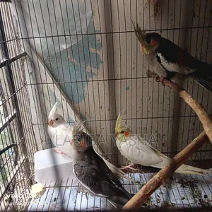 4 Cockatiels