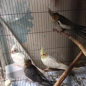 4 Cockatiels