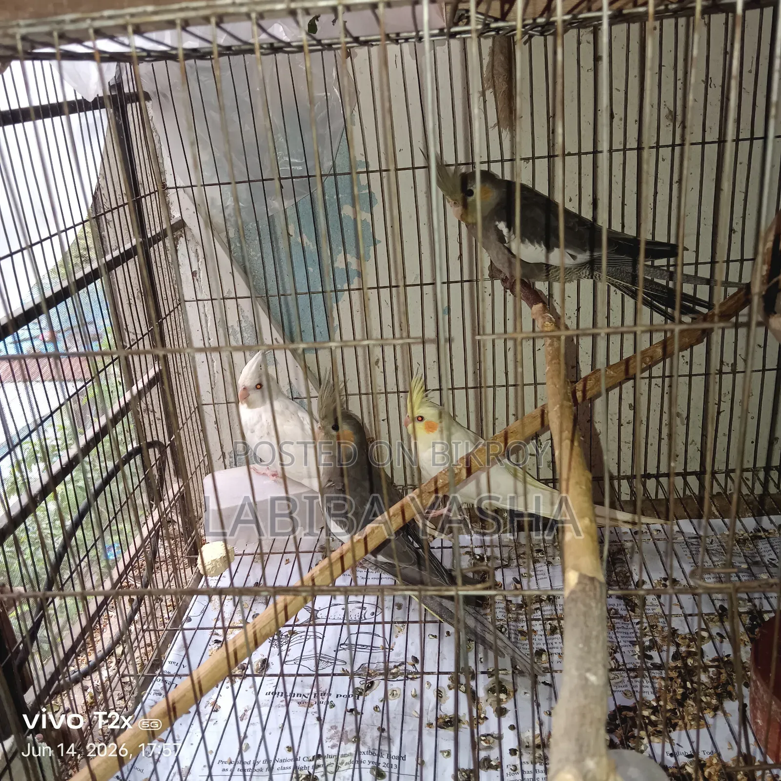 4 Cockatiels