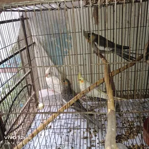 4 Cockatiels