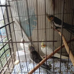 4 Cockatiels