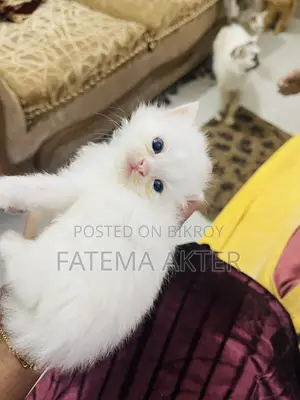 0-1 Month Female Purebred Persian