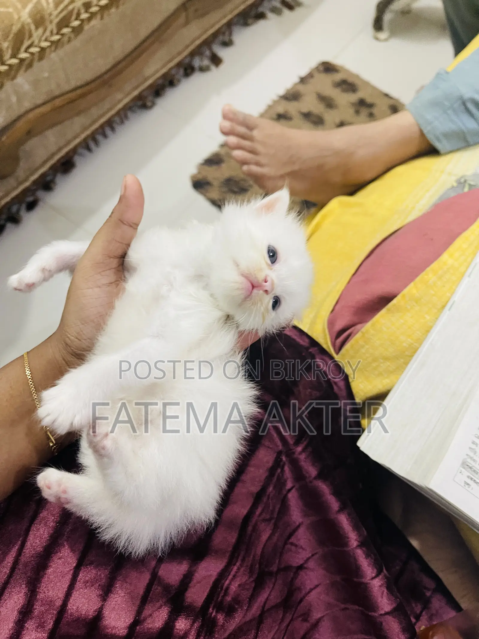 0-1 Month Female Purebred Persian