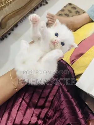 0-1 Month Female Purebred Persian Cat