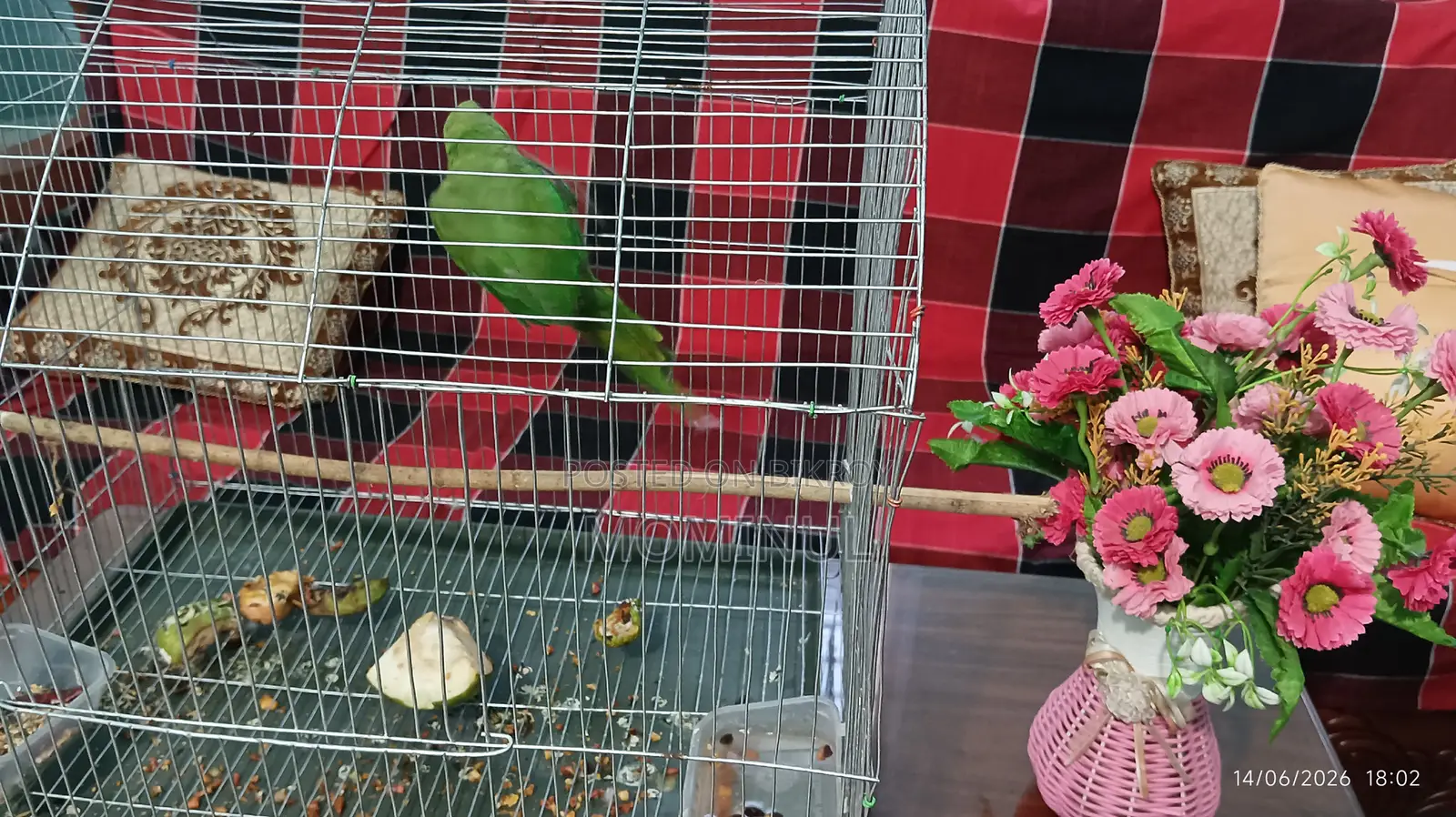 Taming a Parrot