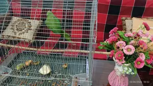 Taming a Parrot