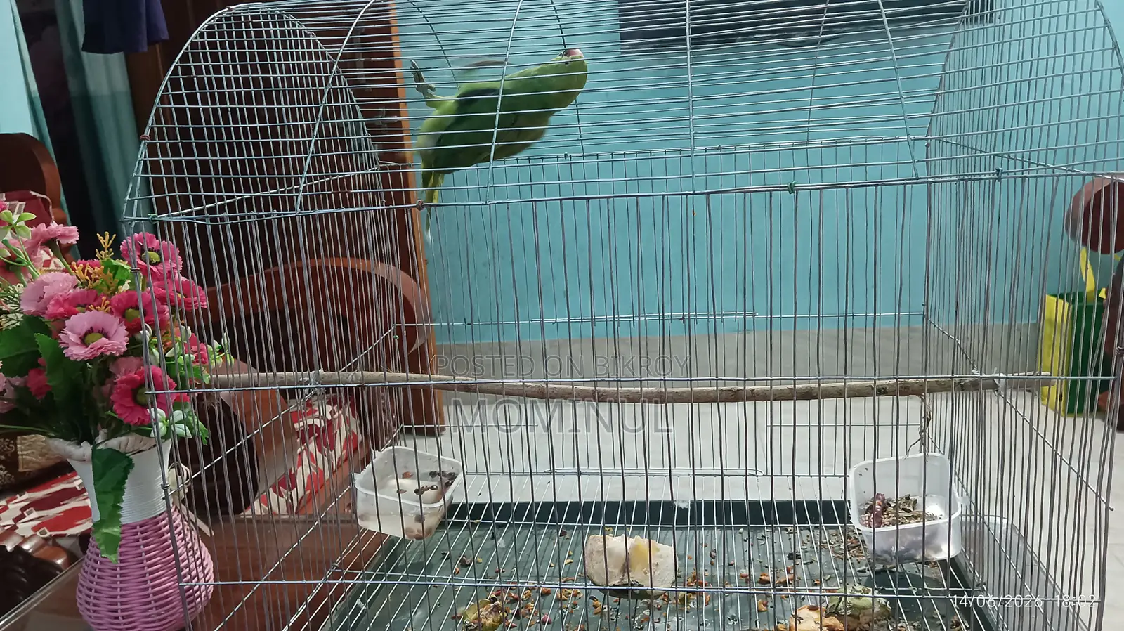 Taming a Parrot