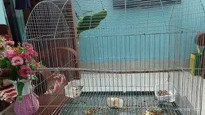 Taming a Parrot