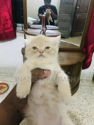 1-3 Months Female Purebred Persian