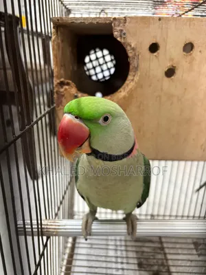 Tame Big Size Chandana Parakeet