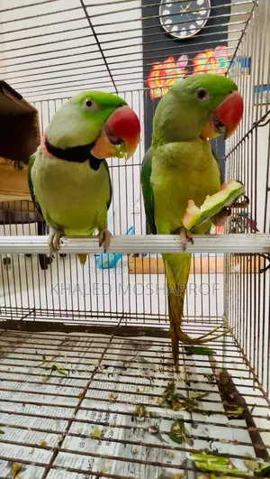 Tame Big Size Chandana Parakeet
