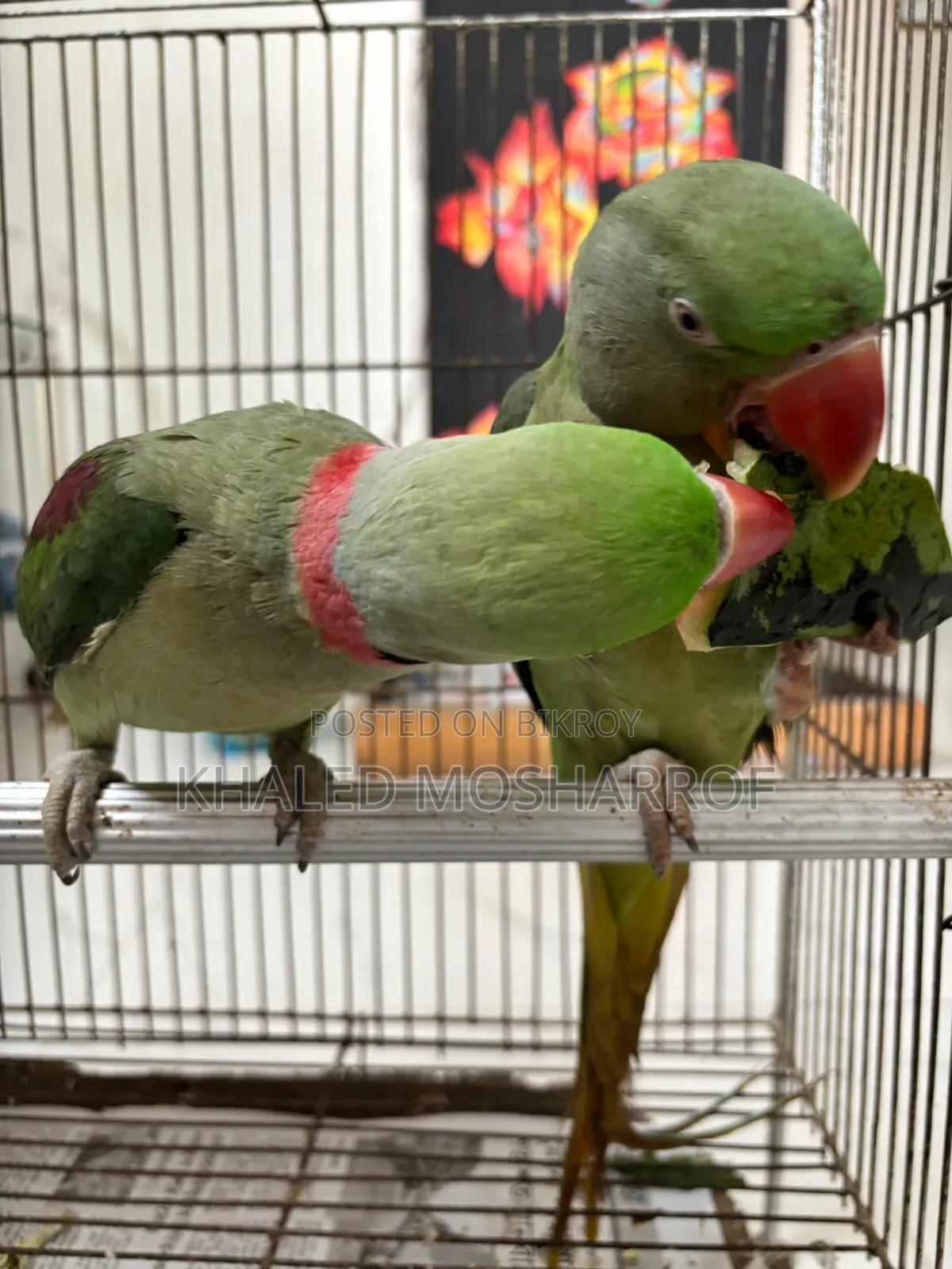 Tame Big Size Chandana Parakeet