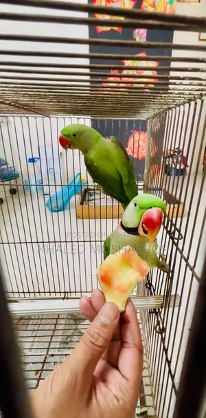 Tame Big Size Chandana Parakeet