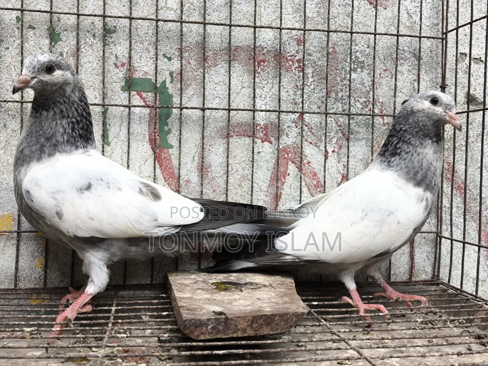 Pigeon