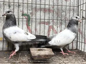 Pigeon