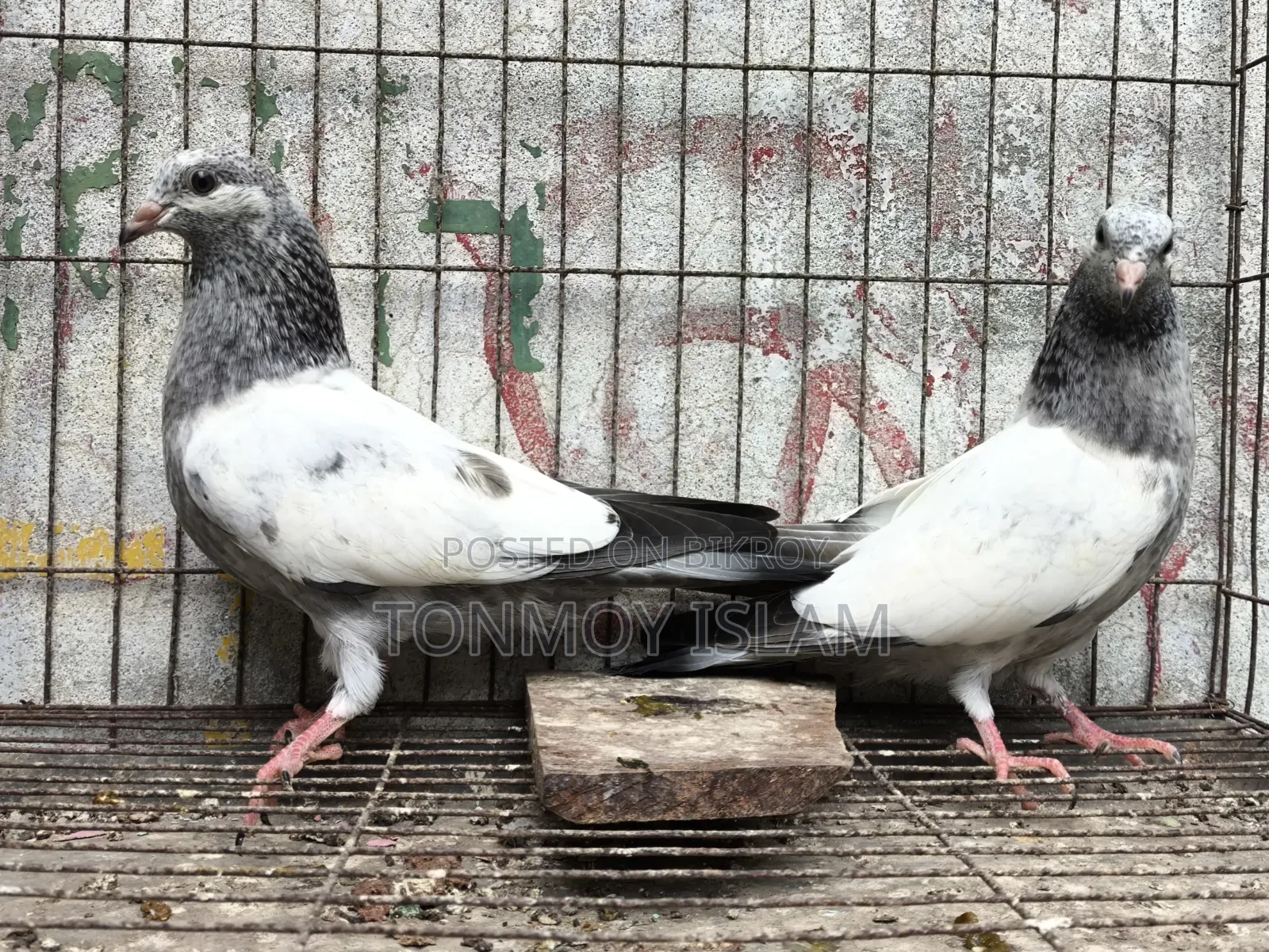 Pigeon