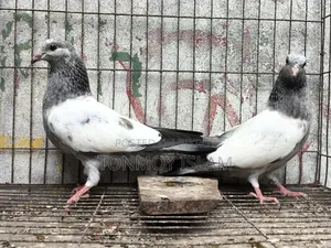 Pigeon