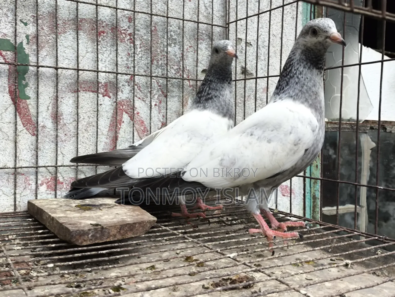 Pigeon