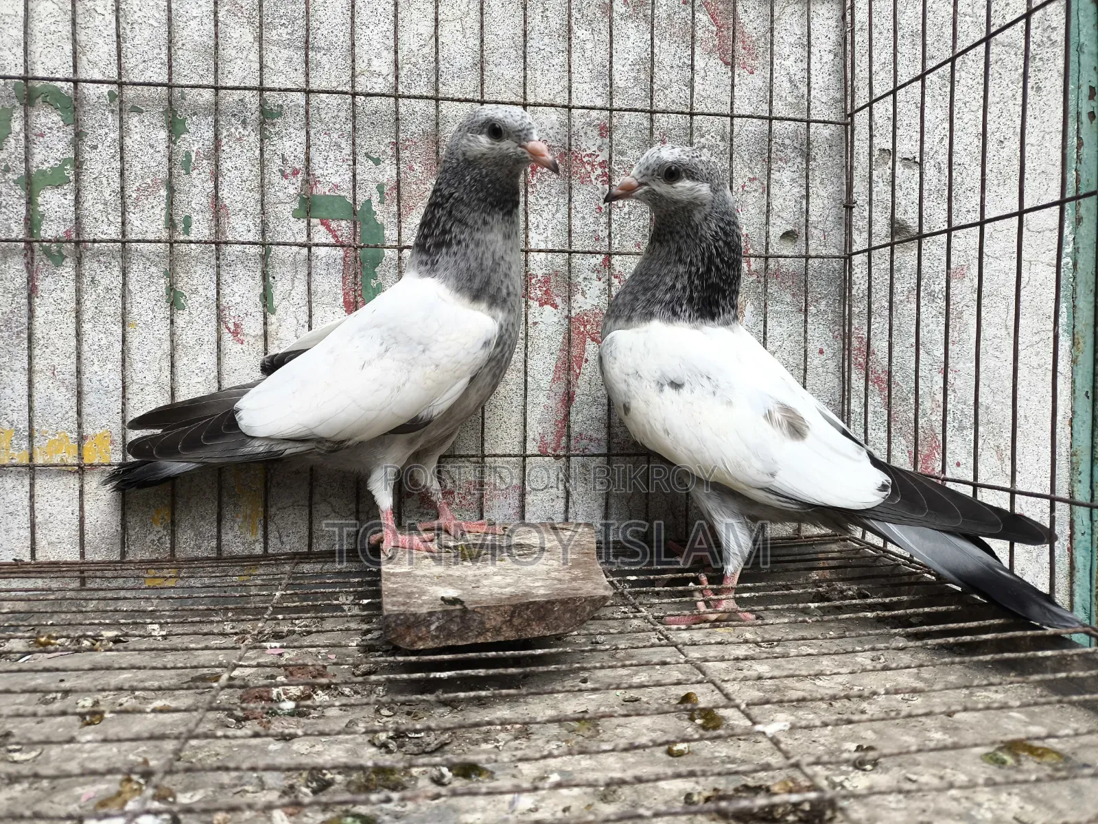 Pigeon