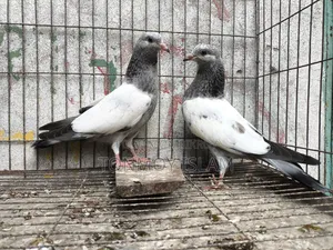 Pigeon