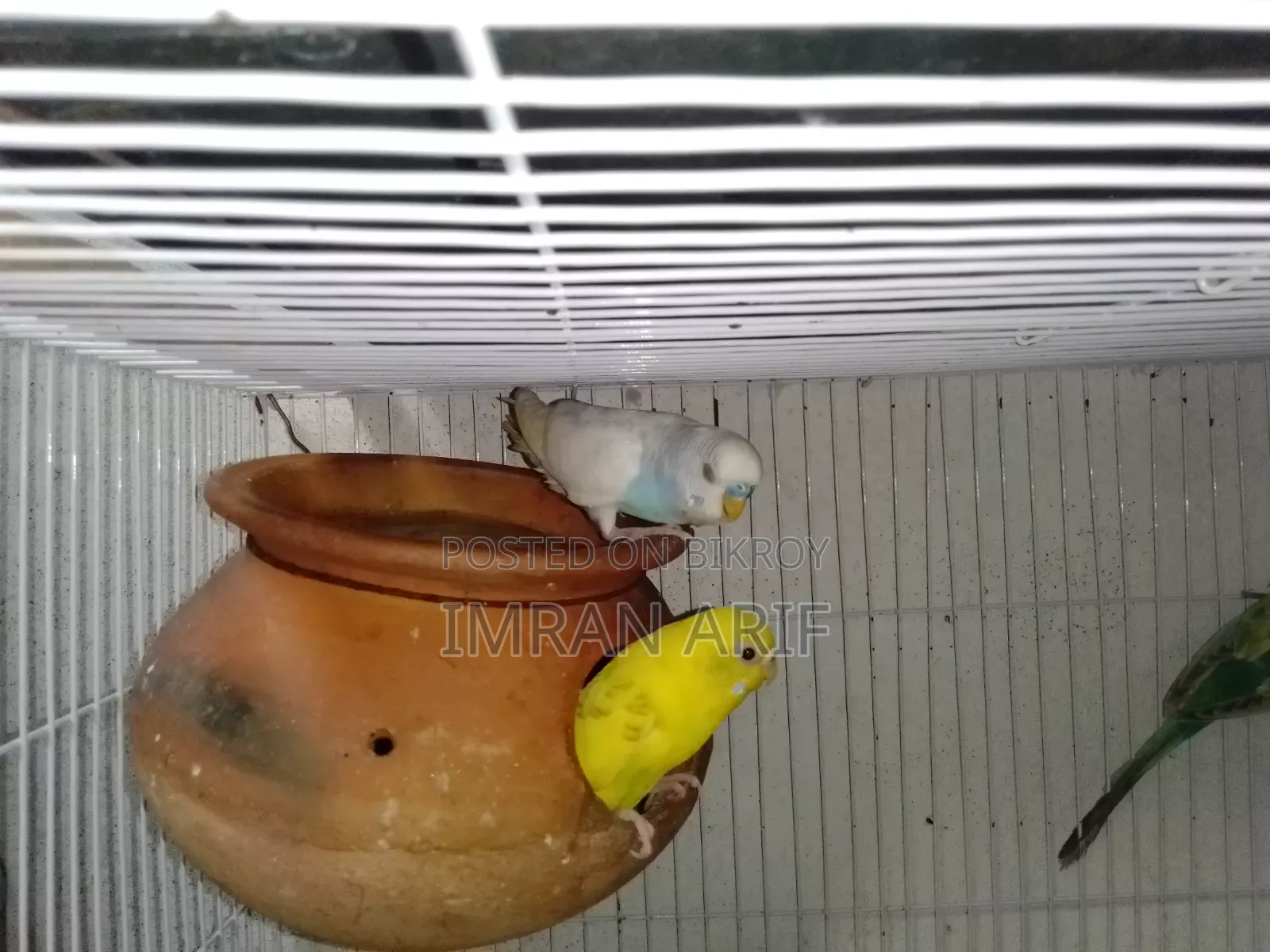 বাজরিগর পাখি