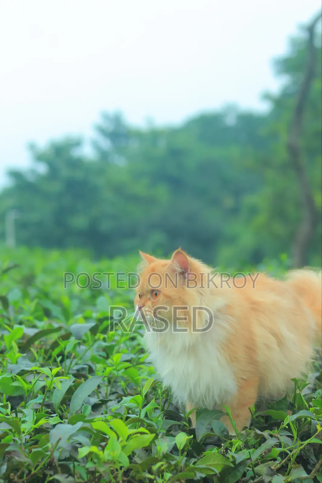 6-12 Months Female Purebred Persian