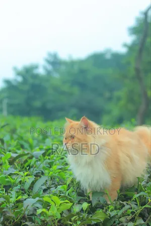6-12 Months Female Purebred Persian