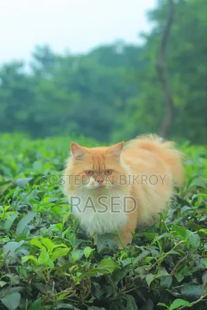 6-12 Months Female Purebred Persian