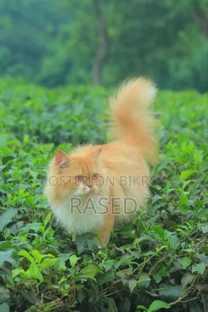 6-12 Months Female Purebred Persian