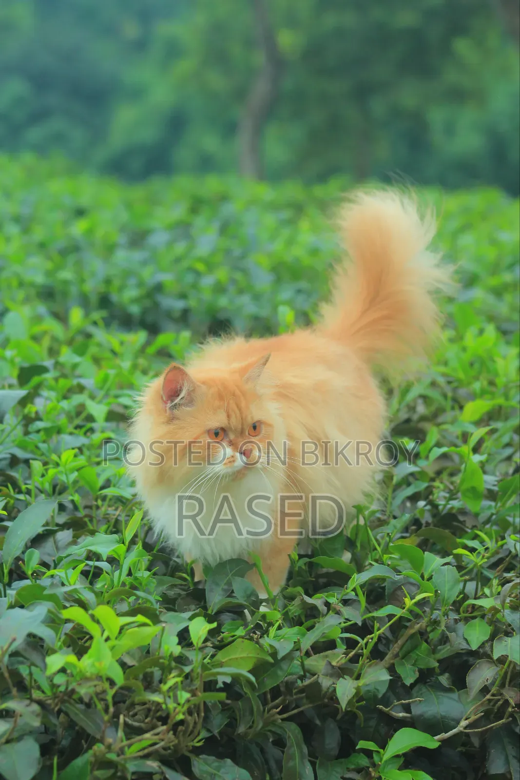 6-12 Months Female Purebred Persian
