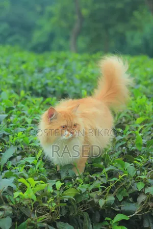 6-12 Months Female Purebred Persian