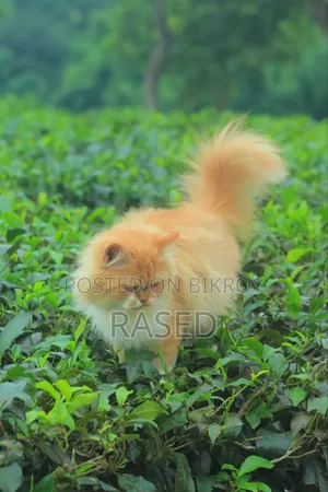 6-12 Months Female Purebred Persian