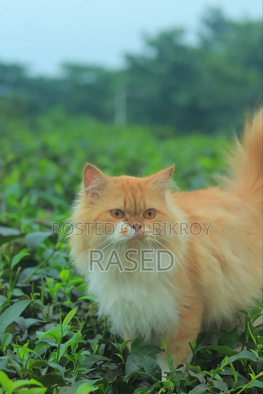 6-12 Months Female Purebred Persian