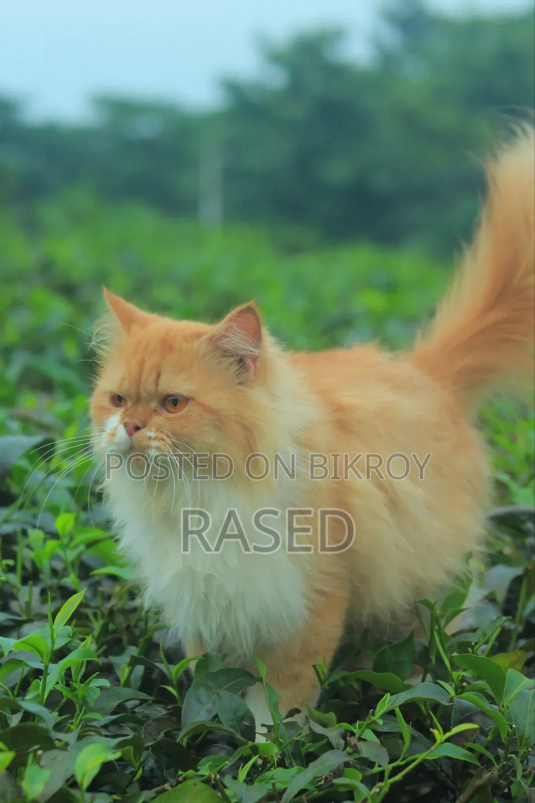 6-12 Months Female Purebred Persian