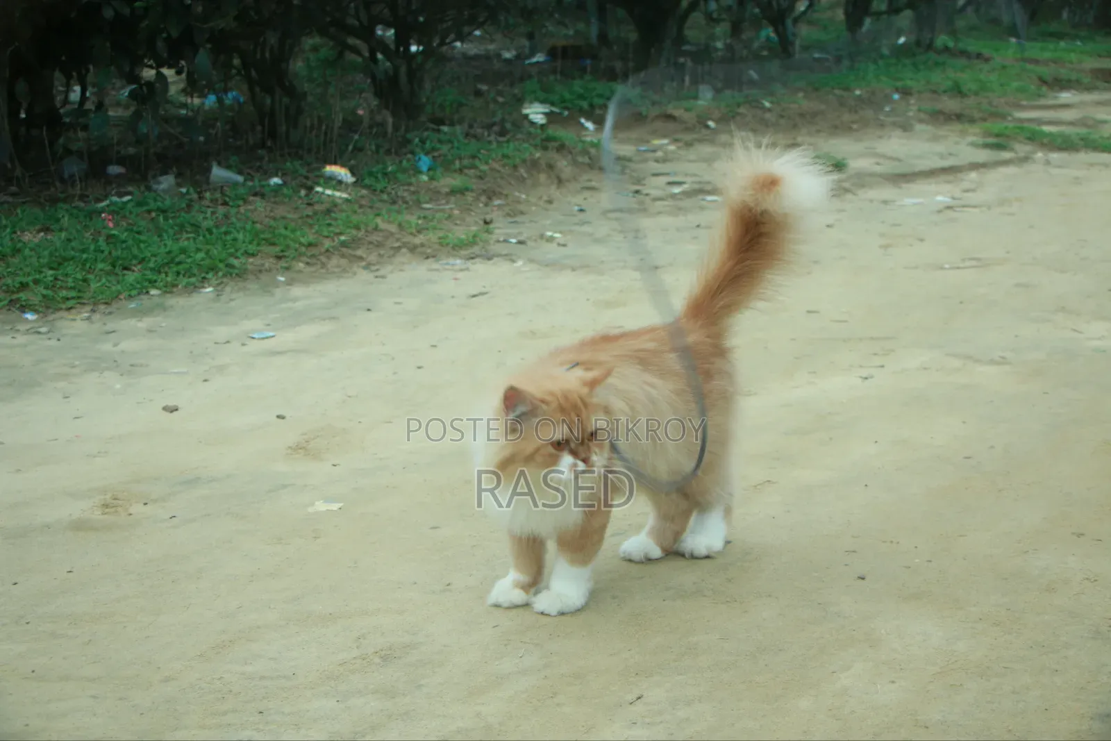6-12 Months Female Purebred Persian