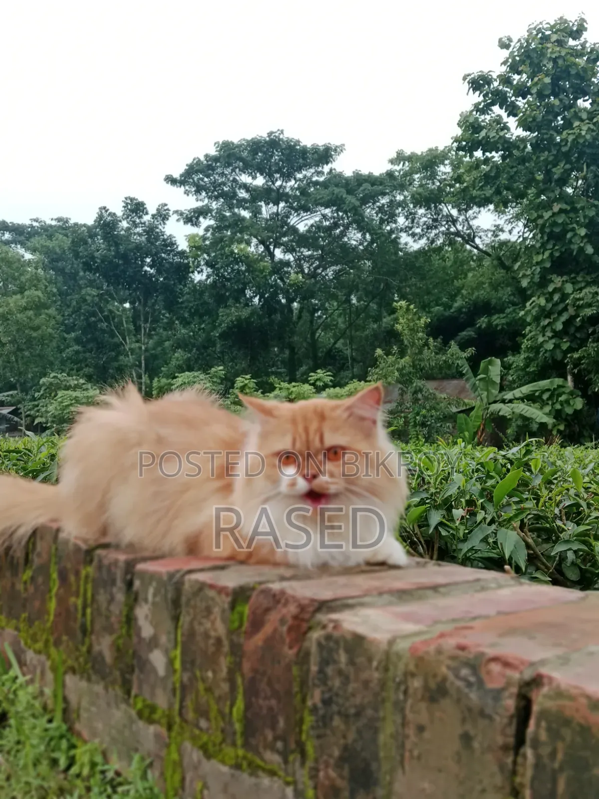 6-12 Months Female Purebred Persian